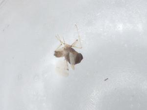  ( - BIOUG94097-D01)  @11 [ ] CreativeCommons - Attribution (2022) Centre for Biodiversity Genomics Centre for Biodiversity Genomics