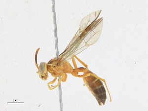  ( - CBG-A14969-D02)  @11 [ ] CreativeCommons - Attribution Share-Alike (2023) CBG Photography Group Centre for Biodiversity Genomics