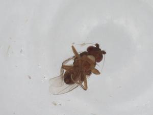  ( - CBG-A15514-C09)  @11 [ ] CreativeCommons - Attribution Share - Alike (2023) Centre for Biodiversity Genomics Centre for Biodiversity Genomics