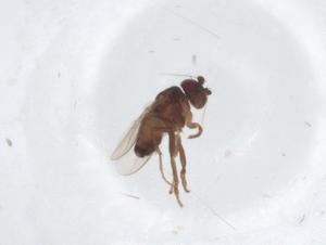  ( - CBG-A15517-B10)  @11 [ ] CreativeCommons - Attribution Share - Alike (2023) Centre for Biodiversity Genomics Centre for Biodiversity Genomics