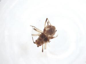 ( - CBG-A15599-H01)  @11 [ ] CreativeCommons - Attribution Share - Alike (2023) Centre for Biodiversity Genomics Centre for Biodiversity Genomics