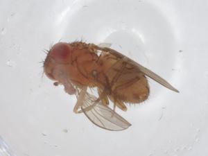  (Drosophila paranaensis - CBG-A15611-B10)  @11 [ ] CreativeCommons - Attribution Share - Alike (2023) Centre for Biodiversity Genomics Centre for Biodiversity Genomics