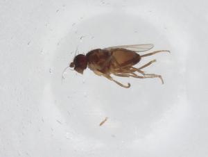  ( - CBG-A15747-G04)  @11 [ ] CreativeCommons - Attribution Share - Alike (2023) Centre for Biodiversity Genomics Centre for Biodiversity Genomics