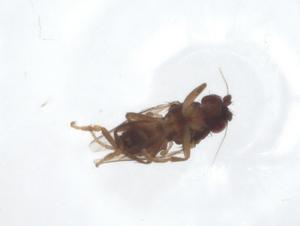  ( - CBG-A15751-H07)  @11 [ ] CreativeCommons - Attribution Share - Alike (2023) Centre for Biodiversity Genomics Centre for Biodiversity Genomics