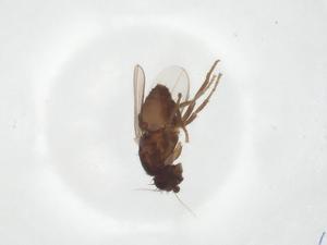  ( - CBG-A15752-D10)  @11 [ ] CreativeCommons - Attribution Share - Alike (2023) Centre for Biodiversity Genomics Centre for Biodiversity Genomics