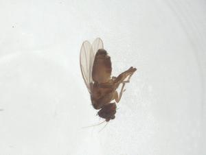  ( - CBG-A15767-A04)  @11 [ ] CreativeCommons - Attribution Share - Alike (2023) Centre for Biodiversity Genomics Centre for Biodiversity Genomics