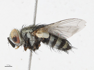  ( - CBG-A16694-H10)  @11 [ ] CreativeCommons - Attribution Share-Alike (2023) CBG Photography Group Centre for Biodiversity Genomics