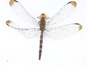  ( - CBG-A16711-H11)  @11 [ ] CreativeCommons - Attribution Share - Alike (2023) CBG Photography Group Centre for Biodiversity Genomics