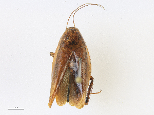  ( - CBG-A16713-B10)  @11 [ ] CreativeCommons - Attribution Share - Alike (2023) CBG Photography Group Centre for Biodiversity Genomics