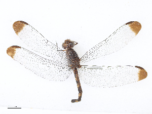  ( - CBG-A16714-H11)  @11 [ ] CreativeCommons - Attribution Share - Alike (2023) CBG Photography Group Centre for Biodiversity Genomics