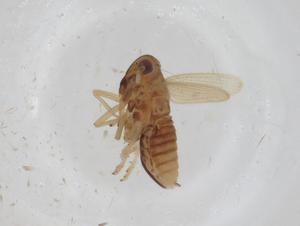  ( - CBG-A16811-F10)  @11 [ ] CreativeCommons - Attribution Share - Alike (2023) Centre for Biodiversity Genomics Centre for Biodiversity Genomics