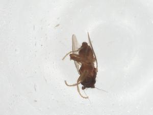  ( - CBG-A16822-G09)  @11 [ ] CreativeCommons - Attribution Share - Alike (2023) Centre for Biodiversity Genomics Centre for Biodiversity Genomics