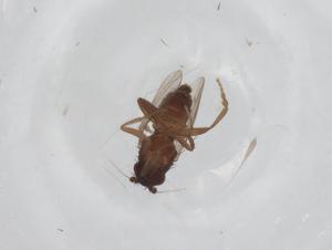  ( - CBG-A16833-D04)  @11 [ ] CreativeCommons - Attribution Share - Alike (2023) Centre for Biodiversity Genomics Centre for Biodiversity Genomics