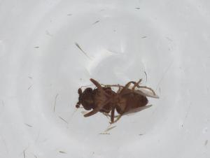  ( - CBG-A16833-D07)  @11 [ ] CreativeCommons - Attribution Share - Alike (2023) Centre for Biodiversity Genomics Centre for Biodiversity Genomics