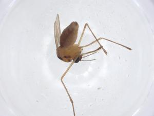  ( - CBG-A16850-B04)  @11 [ ] CreativeCommons - Attribution Share - Alike (2023) Centre for Biodiversity Genomics Centre for Biodiversity Genomics