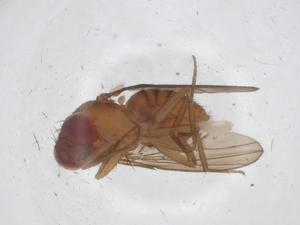  (Drosophila metzii - CBG-A17059-D03)  @11 [ ] CreativeCommons - Attribution Share - Alike (2023) Centre for Biodiversity Genomics Centre for Biodiversity Genomics