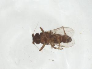  ( - CBG-A17071-A07)  @11 [ ] CreativeCommons - Attribution Share - Alike (2023) Centre for Biodiversity Genomics Centre for Biodiversity Genomics