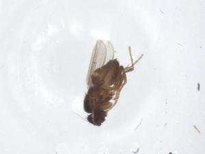  ( - CBG-A17100-A08)  @11 [ ] CreativeCommons - Attribution Share - Alike (2023) Centre for Biodiversity Genomics Centre for Biodiversity Genomics