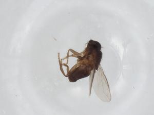  ( - CBG-A17110-D09)  @11 [ ] CreativeCommons - Attribution Share - Alike (2023) Centre for Biodiversity Genomics Centre for Biodiversity Genomics