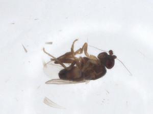  ( - CBG-A16885-E05)  @11 [ ] CreativeCommons - Attribution Share - Alike (2023) Centre for Biodiversity Genomics Centre for Biodiversity Genomics