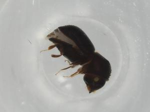  ( - BIOUG82669-H02)  @11 [ ] CreativeCommons - Attribution (2022) Centre for Biodiversity Genomics Centre for Biodiversity Genomics