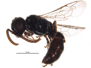  ( - BIOUG17604-H04)  @13 [ ] CreativeCommons - Attribution (2015) CBG Photography Group Centre for Biodiversity Genomics