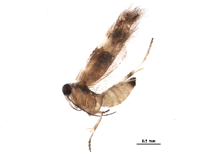  ( - BIOUG17601-C07)  @12 [ ] CreativeCommons - Attribution (2015) CBG Photography Group Centre for Biodiversity Genomics