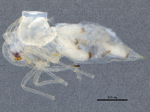  ( - BIOUG17737-G05)  @12 [ ] CreativeCommons - Attribution (2015) CBG Photography Group Centre for Biodiversity Genomics