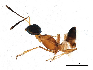  ( - BIOUG18272-E04)  @11 [ ] CreativeCommons - Attribution (2017) CBG Photography Group Centre for Biodiversity Genomics
