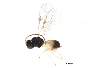  (Bitomus - BIOUG18393-A06)  @13 [ ] CreativeCommons - Attribution (2015) CBG Photography Group Centre for Biodiversity Genomics