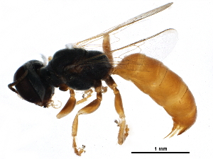  ( - BIOUG18771-E08)  @12 [ ] CreativeCommons - Attribution (2016) CBG Photography Group Centre for Biodiversity Genomics