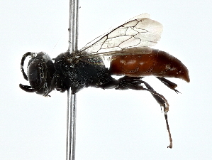  ( - BIOUG80106-C04)  @11 [ ] CreativeCommons - Attribution (2022) CBG Photography Group Centre for Biodiversity Genomics