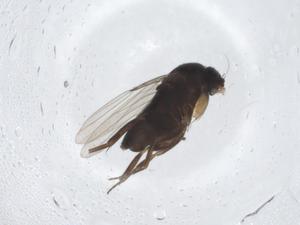  ( - CBG-A15897-G10)  @11 [ ] CreativeCommons - Attribution Share - Alike (2023) Centre for Biodiversity Genomics Centre for Biodiversity Genomics