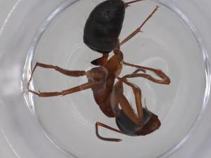  ( - CBG-A15916-C06)  @11 [ ] CreativeCommons - Attribution Share - Alike (2023) Centre for Biodiversity Genomics Centre for Biodiversity Genomics