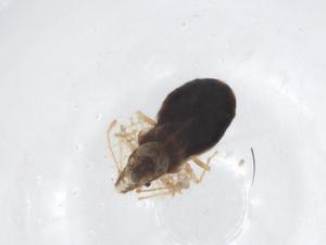  ( - CBG-A16483-B02)  @11 [ ] CreativeCommons - Attribution Share - Alike (2023) Centre for Biodiversity Genomics Centre for Biodiversity Genomics