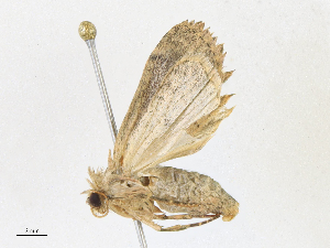  ( - CBG-A17494-B06)  @11 [ ] CreativeCommons - Attribution Share - Alike (2023) CBG Photography Group Centre for Biodiversity Genomics