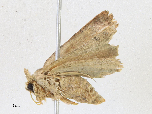  ( - CBG-A15038-A07)  @11 [ ] CreativeCommons - Attribution Share - Alike (2023) CBG Photography Group Centre for Biodiversity Genomics