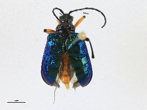  ( - CBG-A24250-B07)  @11 [ ] CreativeCommons - Attribution Share-Alike (2023) CBG Photography Group Centre for Biodiversity Genomics