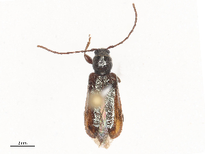  ( - CBG-A51873-G03)  @11 [ ] CreativeCommons - Attribution Share - Alike (2024) CBG Photography Group Centre for Biodiversity Genomics