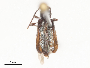  ( - CBG-A51874-C01)  @11 [ ] CreativeCommons - Attribution Share - Alike (2024) CBG Photography Group Centre for Biodiversity Genomics