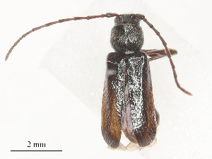  ( - CBG-A51874-C02)  @11 [ ] CreativeCommons - Attribution Share - Alike (2024) CBG Photography Group Centre for Biodiversity Genomics
