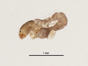  (Lype sp. BOLDAAA9500 - BIOUG00331-A10)  @12 [ ] Unspecified (default): All Rights Reserved  Unspecified Unspecified