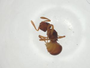  ( - CBG-A26522-D10)  @11 [ ] CreativeCommons - Attribution Share - Alike (2024) Centre for Biodiversity Genomics Centre for Biodiversity Genomics