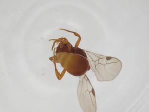  ( - CBG-A26527-G12)  @11 [ ] CreativeCommons - Attribution Share - Alike (2024) Centre for Biodiversity Genomics Centre for Biodiversity Genomics