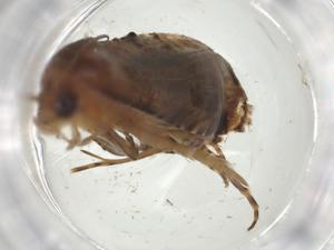  ( - CBG-A26534-H10)  @11 [ ] CreativeCommons - Attribution Share - Alike (2024) Centre for Biodiversity Genomics Centre for Biodiversity Genomics