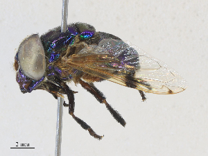  (Ornidia therezinhae - CBG-A27606-D01)  @11 [ ] CreativeCommons - Attribution Share - Alike (2024) CBG Photography Group Centre for Biodiversity Genomics