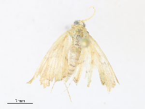  (Microthyris prolongalisDHJ05 - CBG-A30096-G09)  @11 [ ] CreativeCommons - Attribution Share - Alike (2024) CBG Photography Group Centre for Biodiversity Genomics