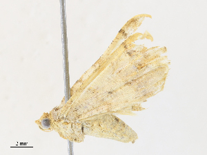  (Semiothisa everiata - CBG-A30981-A05)  @11 [ ] CreativeCommons - Attribution Share - Alike (2024) CBG Photography Group Centre for Biodiversity Genomics