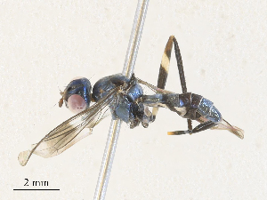  ( - CBG-A30983-D01)  @11 [ ] CreativeCommons - Attribution Share - Alike (2024) CBG Photography Group Centre for Biodiversity Genomics