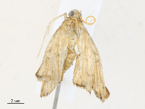  (Microthyris prolongalisDHJ07 - CBG-A31792-E02)  @11 [ ] CreativeCommons - Attribution Share - Alike (2024) CBG Photography Group Centre for Biodiversity Genomics